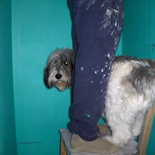 Hunden hj&auml;lper till o renovera badrum, vad g&ouml;r m. Foto: Eva Forsberg. &Aring;kare: peter o ricko.