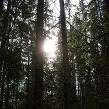 var ute i skogen o fotta. Foto: jonatan &aring;str&ouml;m.