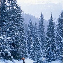niclas cronsioe glider in i b&auml;ckravinen, &aring;re. Foto: David Elmfeldt. &Aring;kare: Niclas Cronsioe.