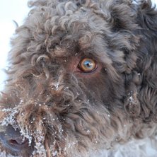 detta &auml;r min hund Bella!. Foto: &aring;sa.