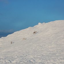 Foto: Magnus Gustavsson. &Aring;kare: Renar.