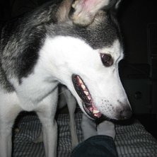 Han &auml;r grym, kan springa i 60 bl&aring;s nedf&ouml;r piste. Foto: Martin Hallengren. &Aring;kare: Min v&auml;n Conny.