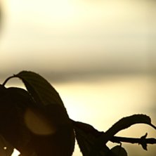 l&ouml;v i motljus. Foto: Ludde Larsson.