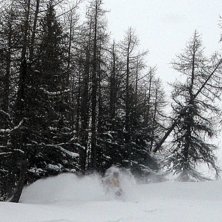 Djupt nr 2 i l&auml;rkskogen. Foto: Sture &Aring;gren. &Aring;kare: Peter Karlsson.