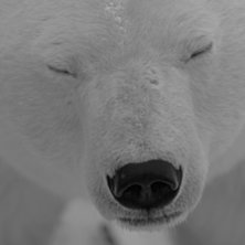 Foto: Fredrik Gustafsson. &Aring;kare: Mr: Bear.