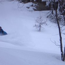 Henke kryssar ner bland tr&auml;den. Skogs&aring;kning &auml;r . Foto: Robert Hortlund. &Aring;kare: Henrik Liljeqvist.