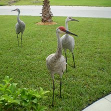 Face to Face with the biggest birds i ever been so.