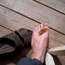 Sv&auml;rmeri. Foto: ian Archibald.