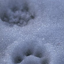 lodjurssp&aring;r precis utanf&ouml;r huset..lite l&auml;skig. Foto: Johan Engelmark.