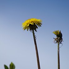 maskrosor kan vara fina de med xD. Foto: Ludde Larsson.