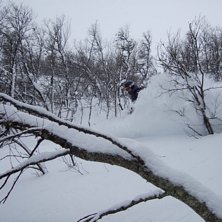 Skogs&aring;kning i Ramis.... Foto: Fred Persson. &Aring;kare: Dan Ring.