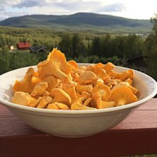 Kantareller i Hemavan.