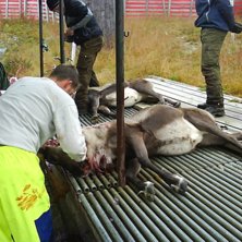 tomten har blivit av med &auml;nnu en dragare. Foto: Rudolf med r&ouml;da mulen. &Aring;kare: blixten.