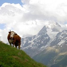 En ko i Schweiz.. Foto: Maria Wahlberg.