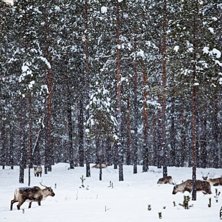 Renar mellan Vemdalen och Hede, H&auml;rjedalen.

F�. Foto: Andr&eacute; Nordblom.