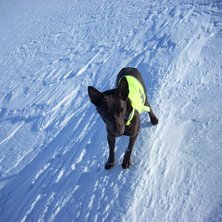 Fj&auml;llhunden Lycka st&aring;r p&aring; skr&aring;. Foto: Anna Sn&auml;ll. &Aring;kare: Lycka.