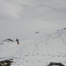 Bosse straightlinear mot en renhjord!. Foto: H&aring;kan &Ouml;dman. &Aring;kare: Christoffer Bostr&ouml;m.