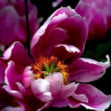 Foto: Thom &Ouml;hlin.