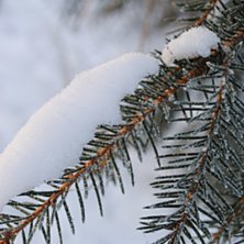 Foto: Linn &Ouml;stlund.