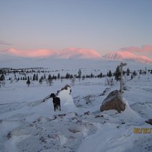 Foto: anders rennermalm. &Aring;kare: Lucia p&aring; v&auml;g mot s&ouml;len.