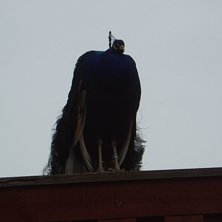 Foto: Agnes Wadelius. &Aring;kare: Pippi.