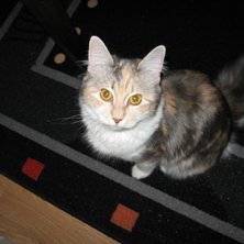 Min katt. Foto: Jag. &Aring;kare: Katten Sindy.