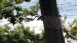 RACKARTYGARNA - Torö Surf