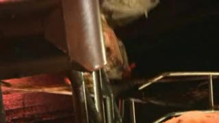 Magic Moves nya trailer