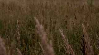 Latvian skiing movie - Manifesto