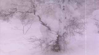 Point and Shoot: Japan