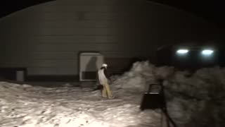 MIH Videokval - Vidar Stefansson