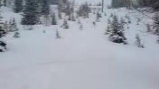 Blajja i gles skog i chamonix.