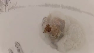 20131230 Hundpromenad upp till trädgränsen, Hemavan, Lappland