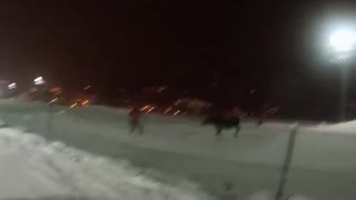 Älg jagar skidpatrull i Steamboat Springs