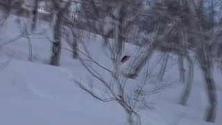 Sugoi Pow!!