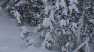 White Dream