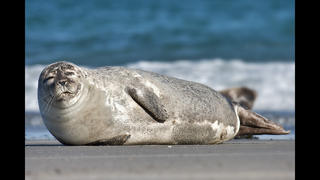 Gustav Kindgren - 2015