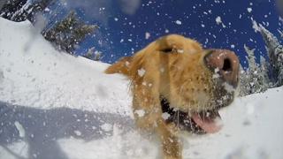 First Tracks with Dogs