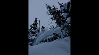 Foreveryoung Bail of the month