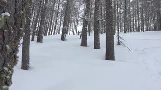 Skogsåkning i Piedmont, Italien 2017