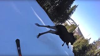 Nära krock med älg i Romme 25 mars 2019