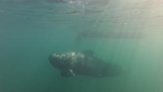 Svartisen Springtime 2018