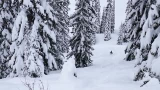 Fernie Lizard Range 3rd run BC Jan 2020