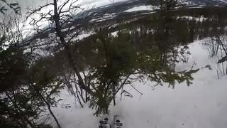 Skraja fiskmåsar i offpisten