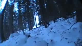 lite träd och park åk