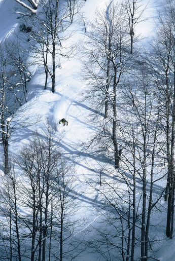 Skogsåkning när den är som bäst.