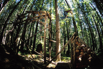 Bland träden i Squamish.