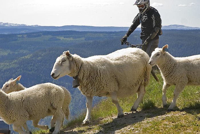 Får jag cykla här?