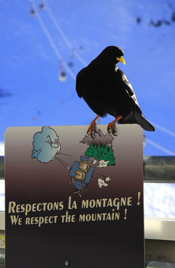 Till och med de franska fåglarna respekterar Chamonix elaka bergstoppar.