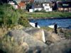 After work i Mölle